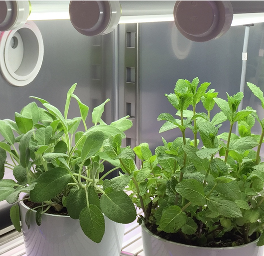 plant growth chamber manufacturers